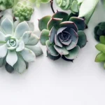 DRVO NOVCA: Zasadite ovu biljku i gledajte novac kako cvjeta! Mnogi slavni imaju ovu biljku.