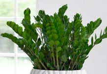 SVE VIŠE LJUDI UNOSI OVU BILJKU U DOM RADI NOVCA: Evo gdje je morate staviti u vašem domu!