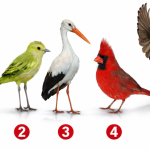 Brzi psihološki test: Odaberite jednu pticu i saznajte šta vas čini posebnim — rezultati su iznenađujuće precizni.