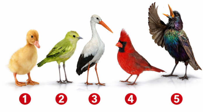 Brzi psihološki test: Odaberite jednu pticu i saznajte šta vas čini posebnim — rezultati su iznenađujuće precizni.