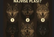 Vuk koji vas najviše privuče može otkriti kako se ponašate u stresnim situacijama