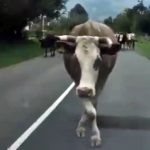 Ovaj zadatak o cijeni krave zbunio je mnoge — znate li tačno rješenje?