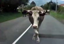 Ovaj zadatak o cijeni krave zbunio je mnoge — znate li tačno rješenje?