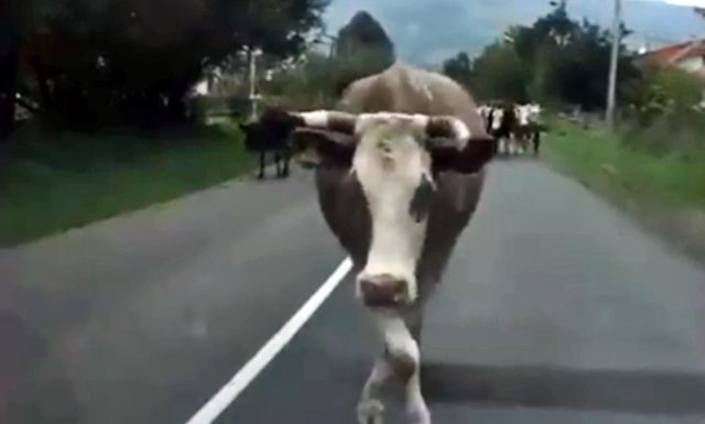 Ovaj zadatak o cijeni krave zbunio je mnoge — znate li tačno rješenje?