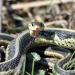 Zmije ih privlače, a vi ih sadite u svojoj bašti – vrijeme je da ih uklonite
