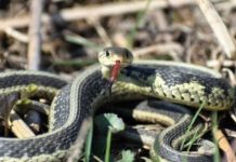 Zmije ih privlače, a vi ih sadite u svojoj bašti – vrijeme je da ih uklonite