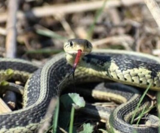 Zmije ih privlače, a vi ih sadite u svojoj bašti – vrijeme je da ih uklonite