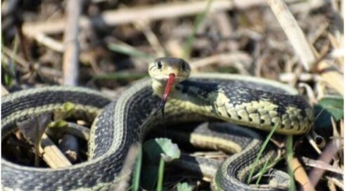 Zmije ih privlače, a vi ih sadite u svojoj bašti – vrijeme je da ih uklonite