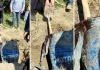 ŠOK DETALJ IZ ISTRAGE! Bokserice otkrile jezivu tajnu: Da li je u buretu pronađen Aleksandar Nešović?